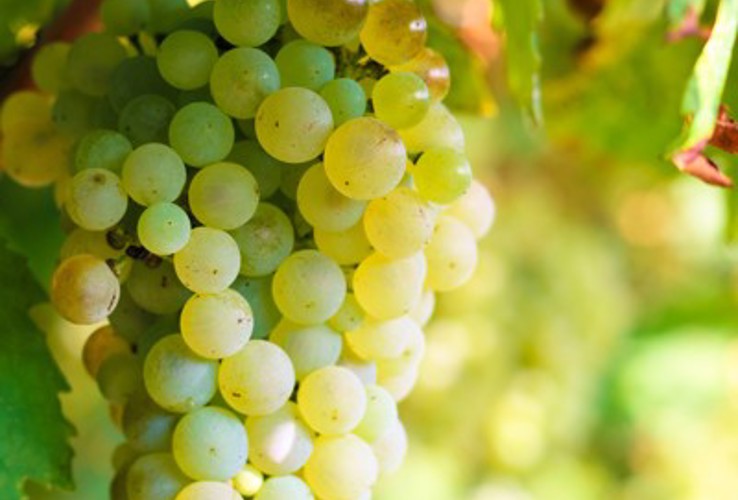 Monti Lessini, la classe del Metodo 