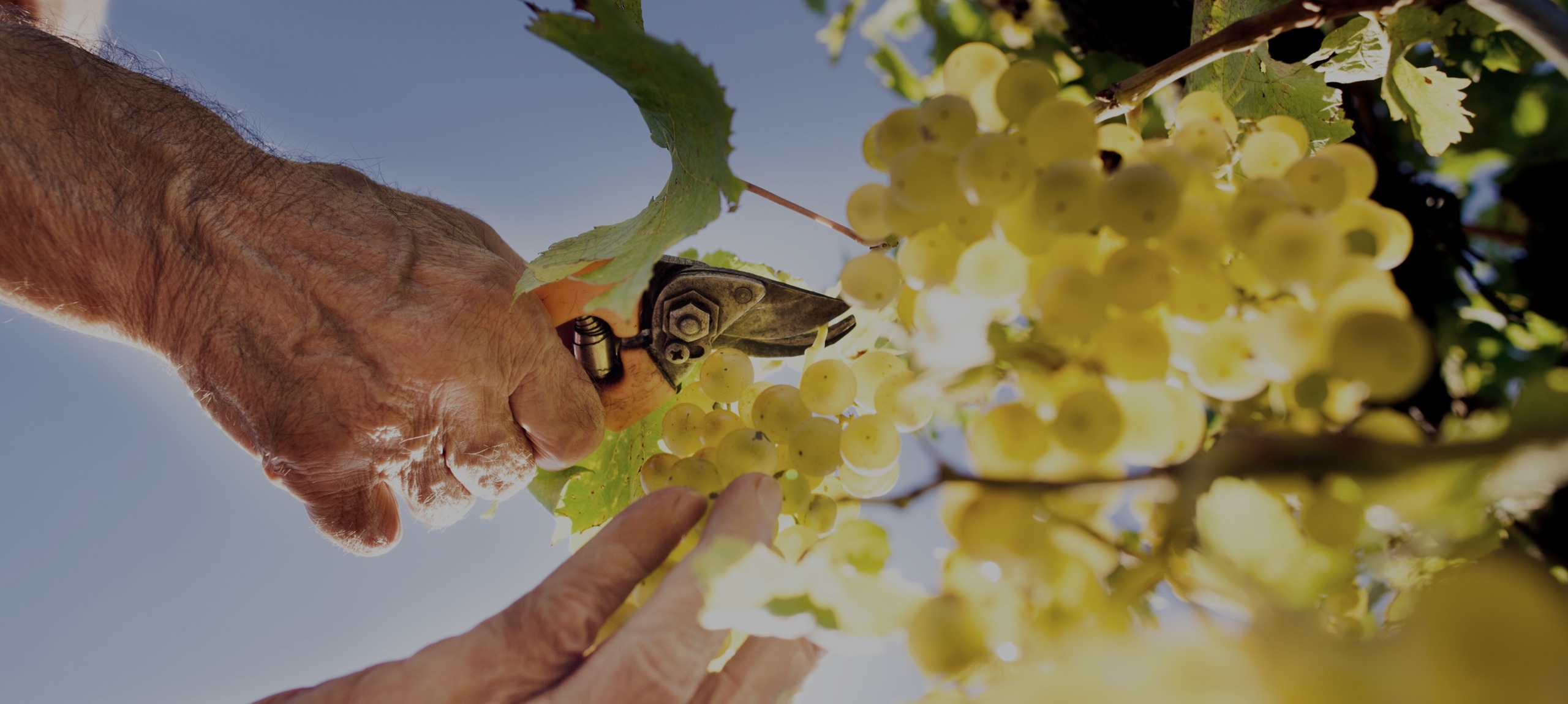 Vinitaly Bio