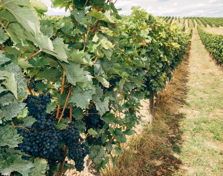 How wine tourism has changed in Italy in recent years