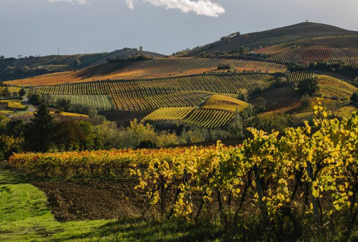 A Cuor Leggero: un nuovo volto del vino senza alcol firmato Colli Ripani