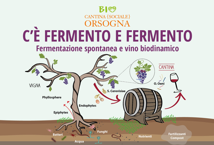 C'è fermento e fermento: Fermentazione spontanea e vino biodinamico