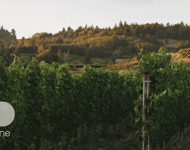 Precision agriculture & sons: what is precision viticulture