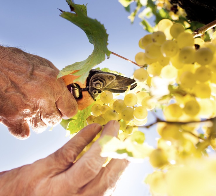 Vinitaly Bio